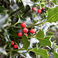 Holly berries 1