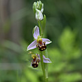 honey bee orchid