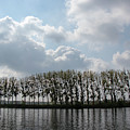 Mistletoe in Spring trees along the river Seine