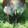 peacock head