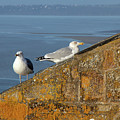 Sulking seagulls