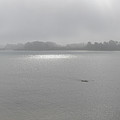 Sun breaking through the mist