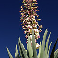 Yucca against the blue sky