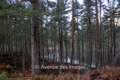 Winter walk around Pitlochry